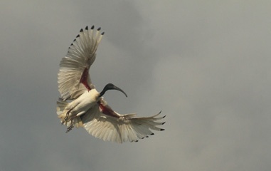 Ibis